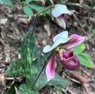 Image of Purple Paphiopedilum