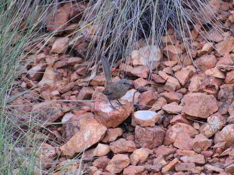 Image of Kalkadoon Grasswren