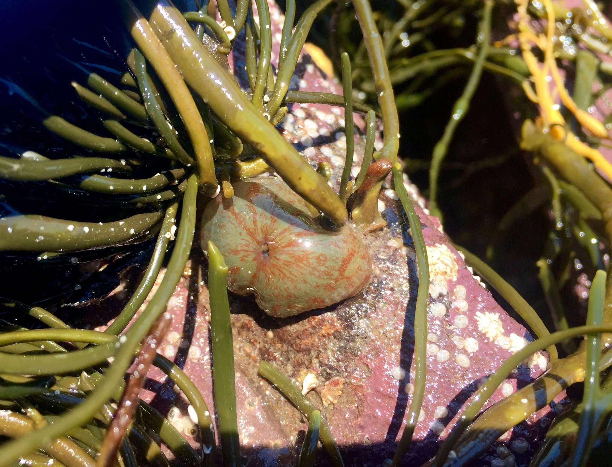 Image of Christmas anemone