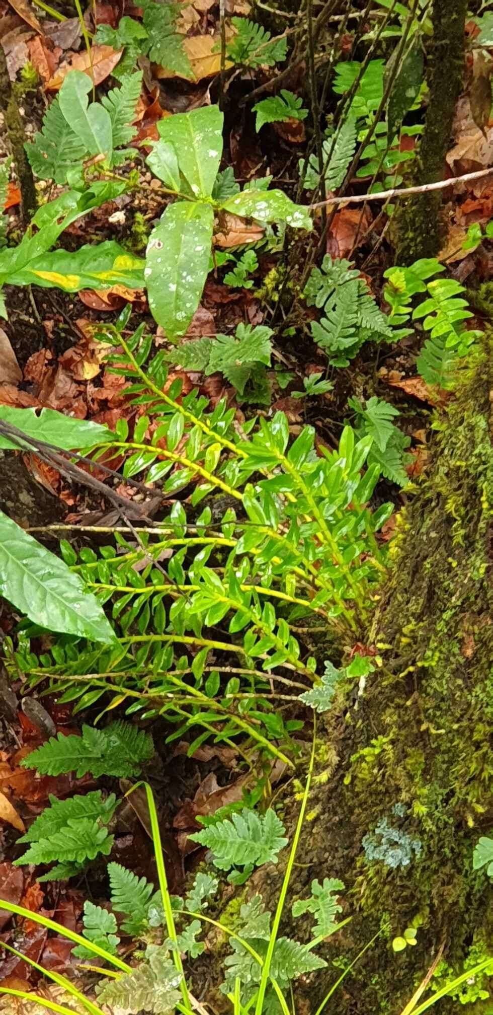 Image of Podochilus australiensis (F. M. Bailey) Schltr.