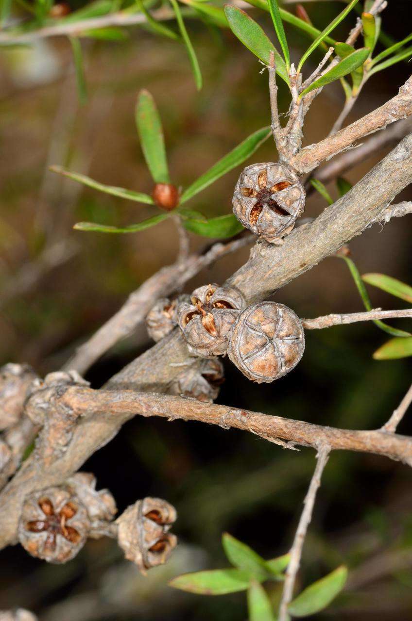 Слика од Leptospermum obovatum Sweet