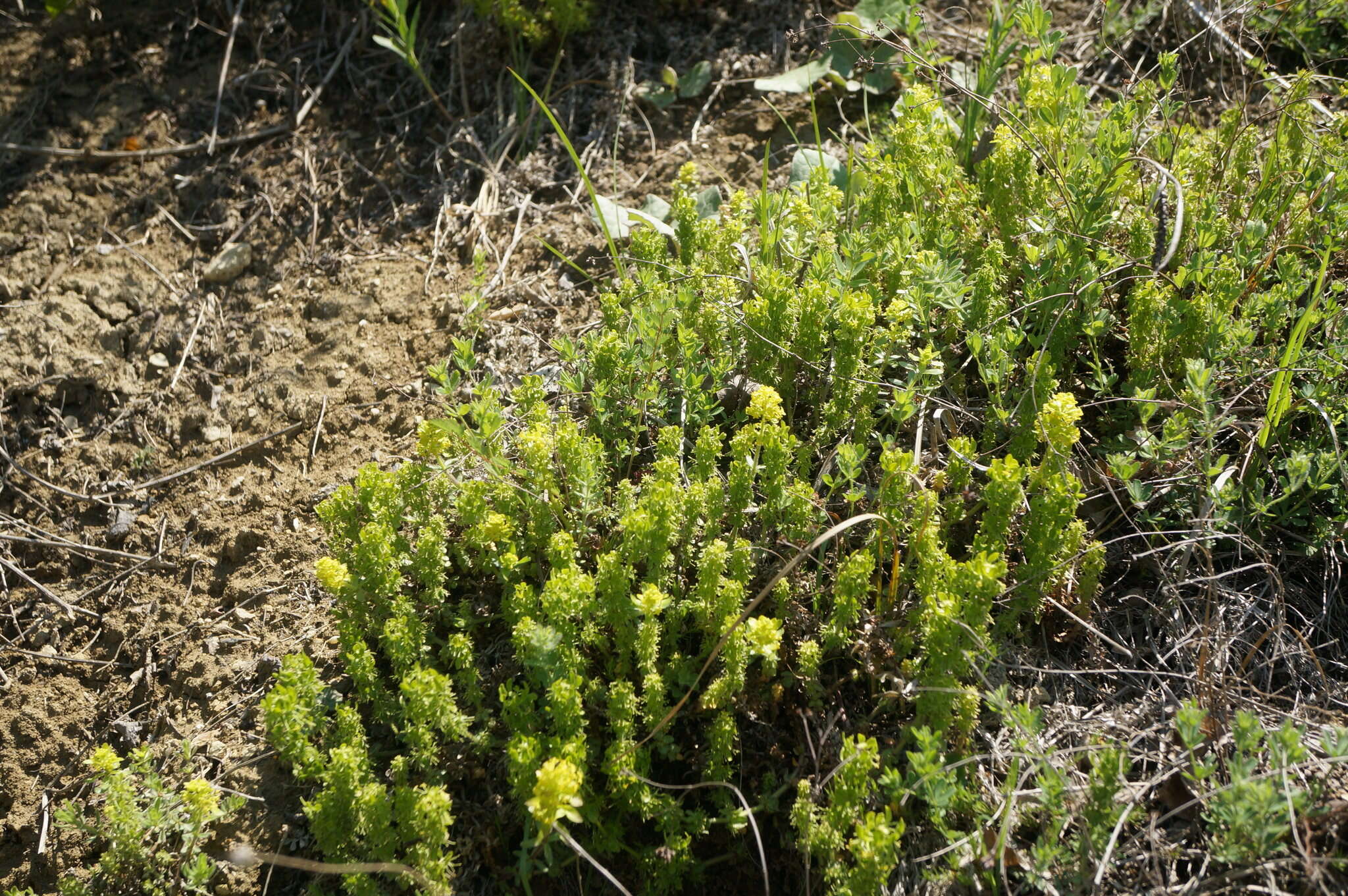 Image of Cruciata taurica (Pall. ex Willd.) Ehrend.