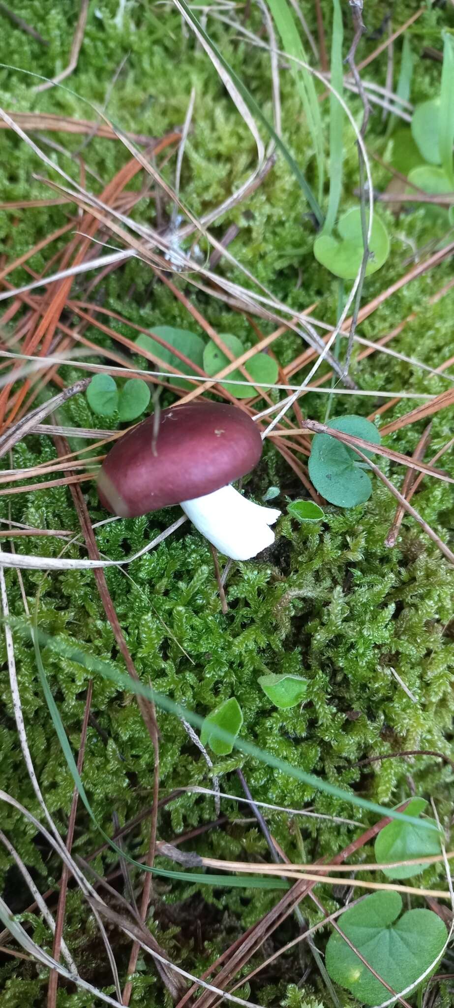 Image of Russula capensis A. Pearson 1950