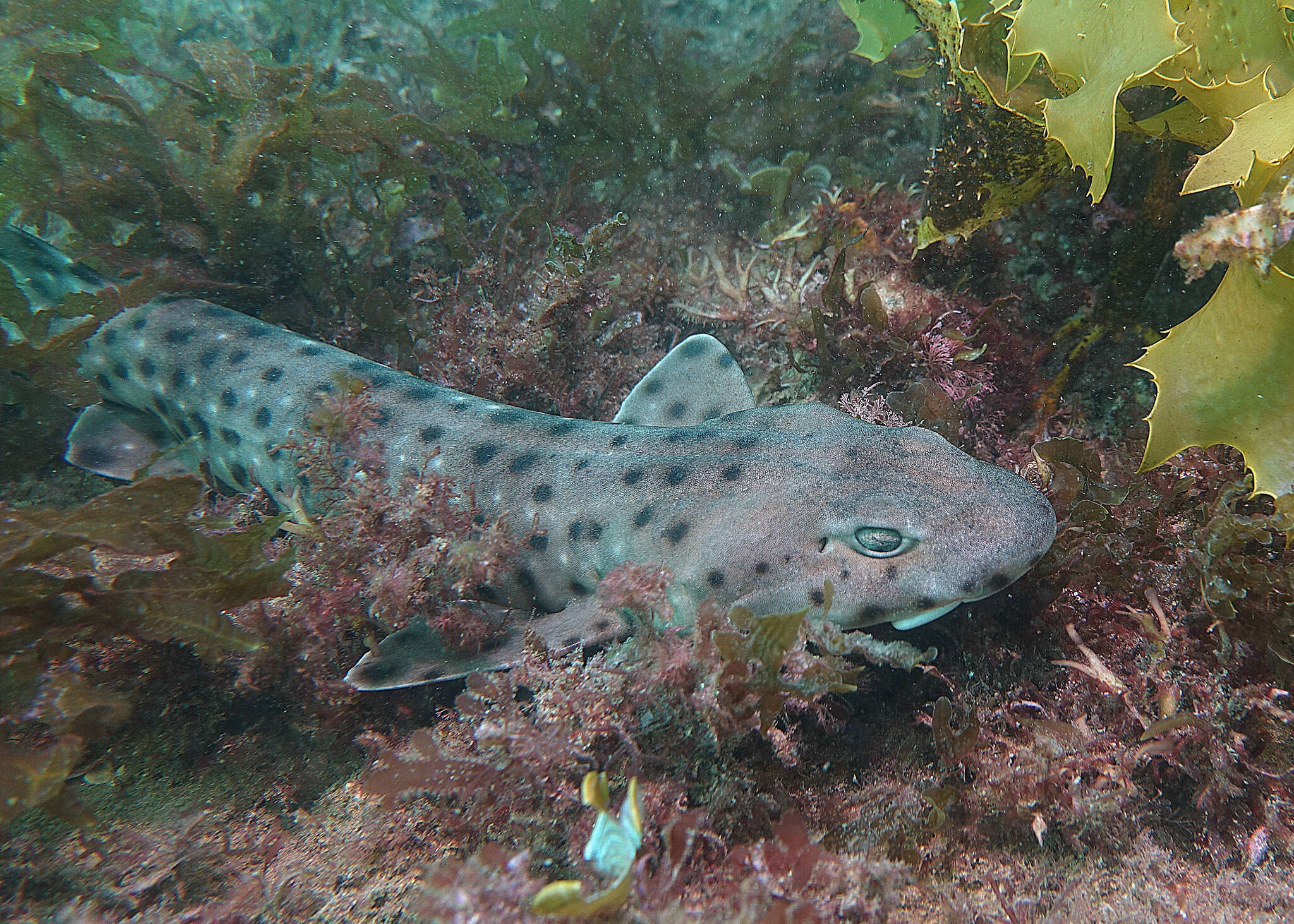 Sivun Aulohalaelurus kuva