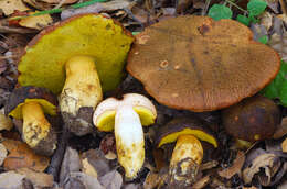 Image of Aureoboletus citriniporus (Halling) Klofac 2010