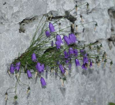 Image of Karnische Glockenblume