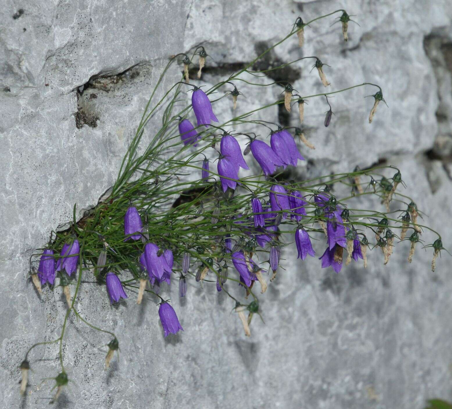 Image of Karnische Glockenblume