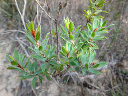 Imagem de Pultenaea trinervis J. M. Black