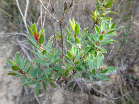 Imagem de Pultenaea trinervis J. M. Black