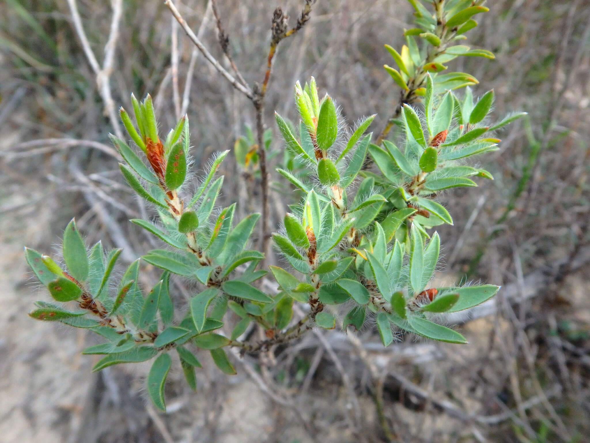 Imagem de Pultenaea trinervis J. M. Black