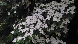 Image of Chinese dogwood