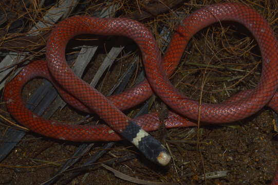 Image of Reinhardt's Burrowing Snake