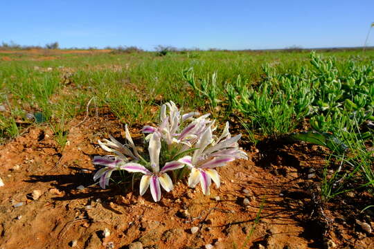 Image de Babiana minuta G. J. Lewis