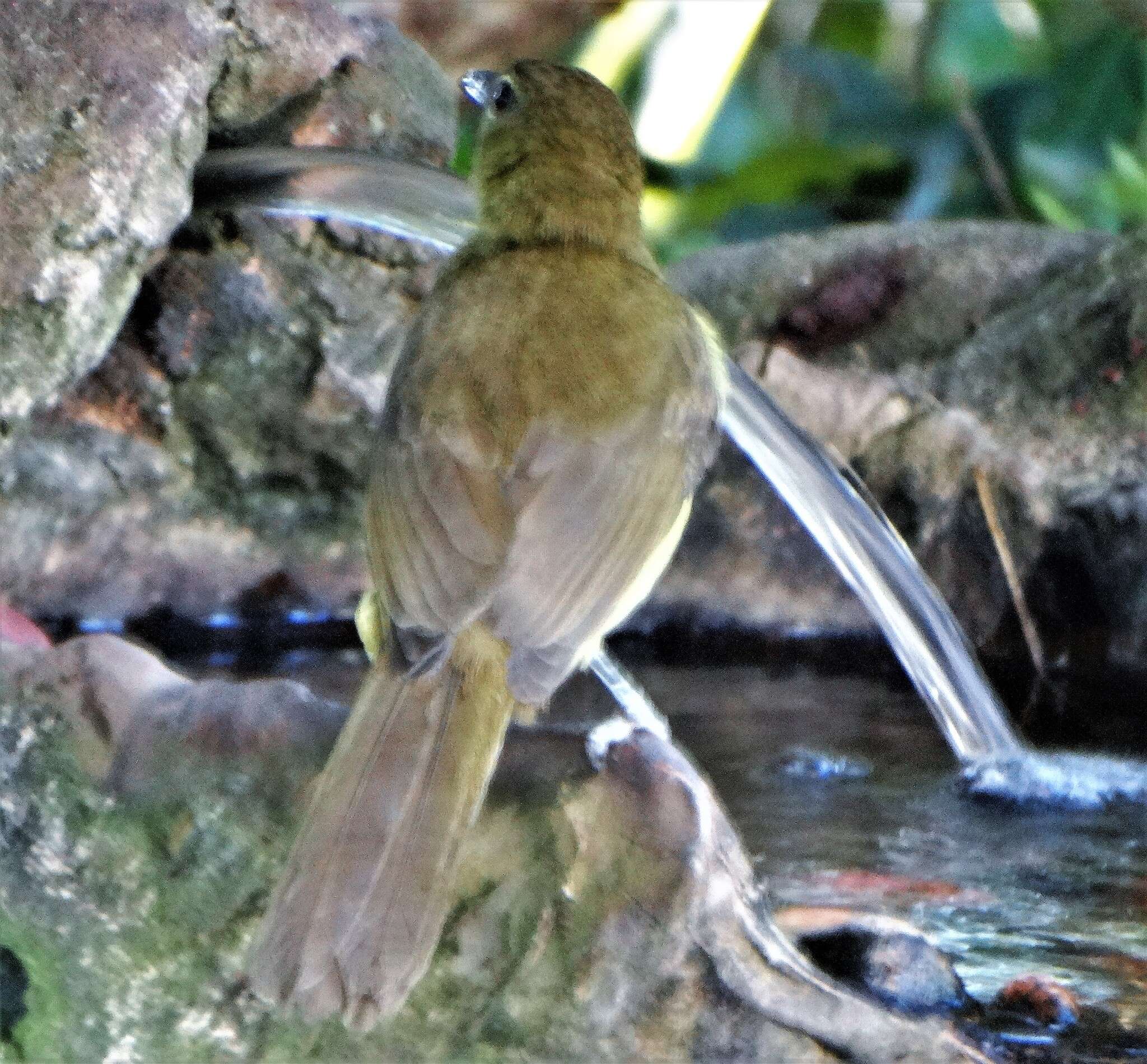 Image of Chlorocichla flaviventris flaviventris (Smith & A 1834)