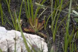 Imagem de <i>Drosera ericgreenii</i> A. Fleischm., R. P. Gibson & Rivadavia