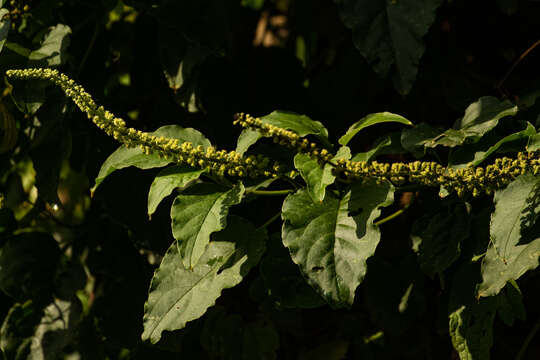 Image of pokeweed