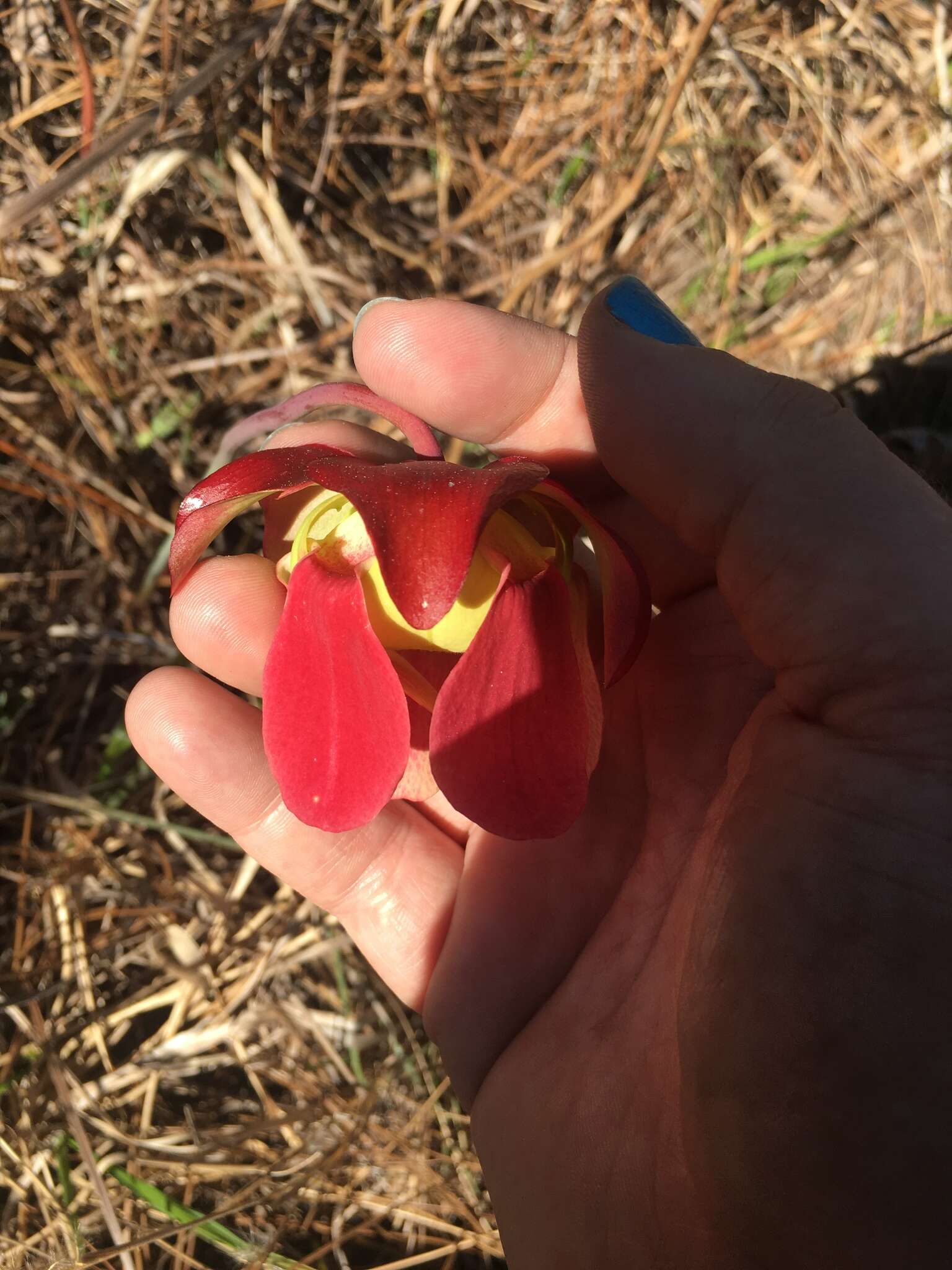 Image of Alabama Cranebrake Pitcherplant