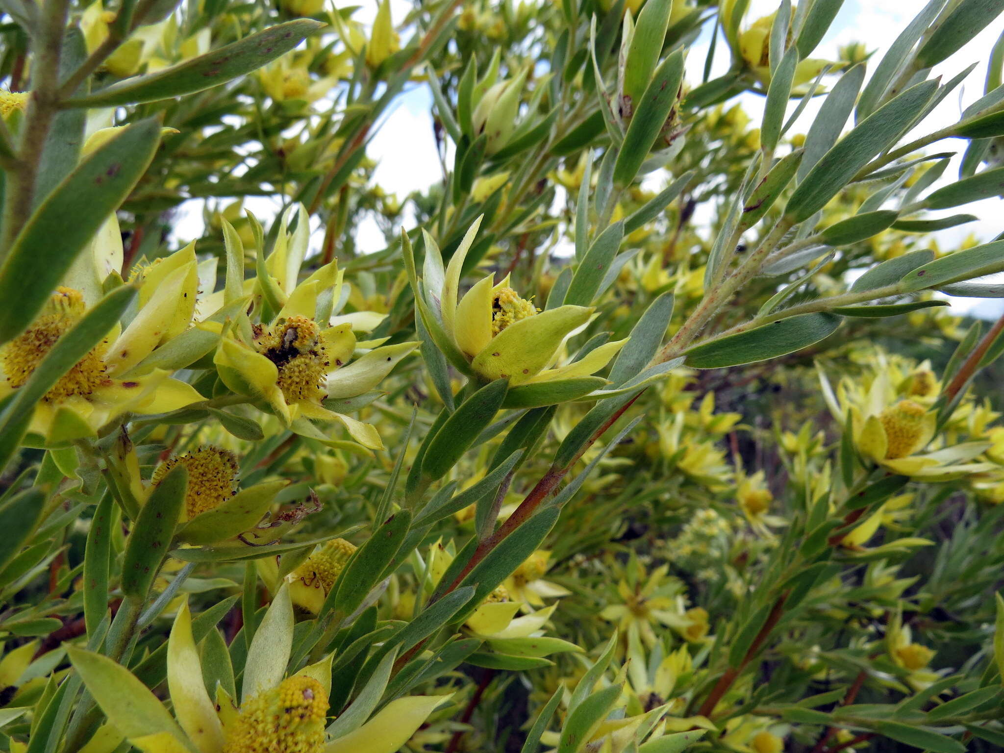 Imagem de Leucadendron floridum R. Br.