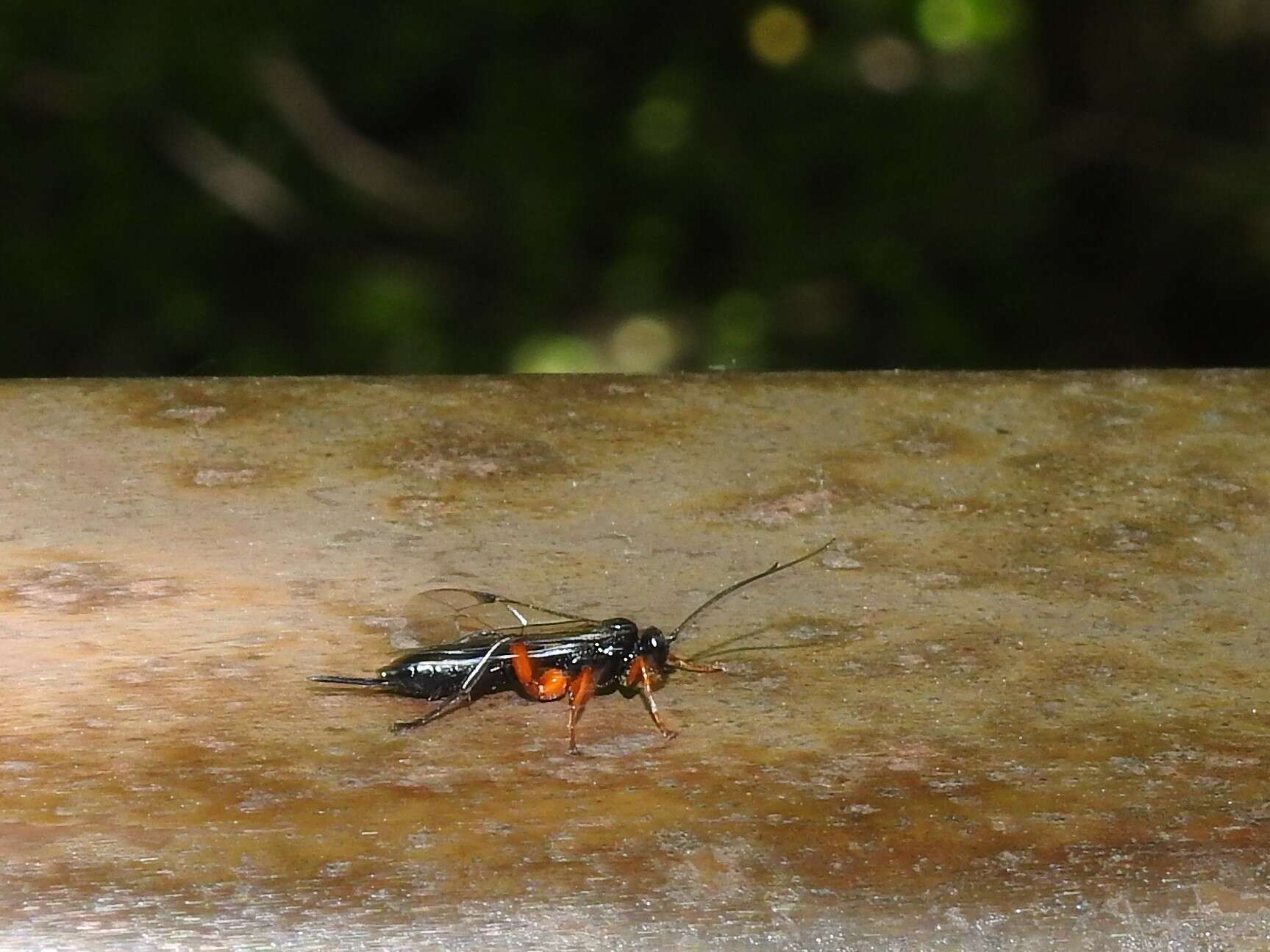 Imagem de Pimpla pedalis Cresson 1865