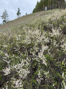 Image de Spiraea aquilegifolia Pall.