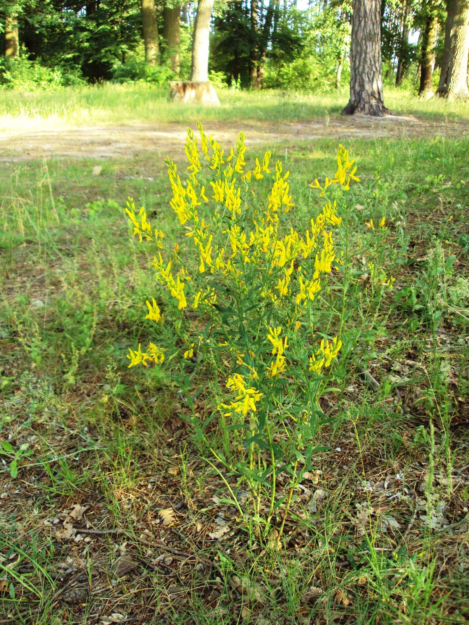 Imagem de Genista tinctoria L.