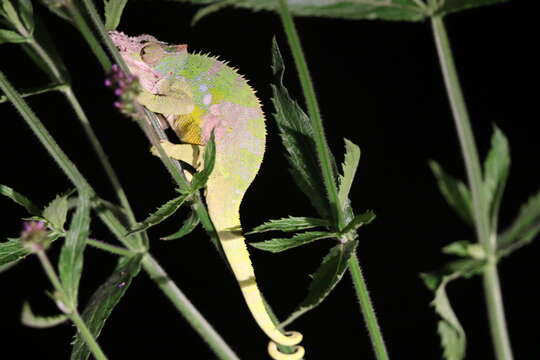 Image of West Usambara Blade-horned Chameleon