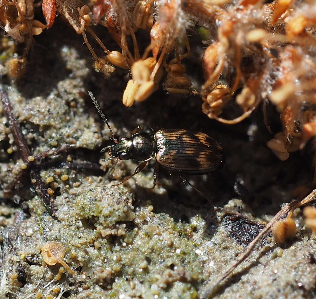 Plancia ëd Bembidion (Notaphus) semipunctatum (Donovan 1806)