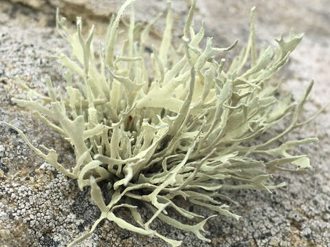 Image of Armored fog lichen