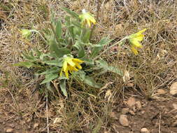 Image of Aspen Sunflower