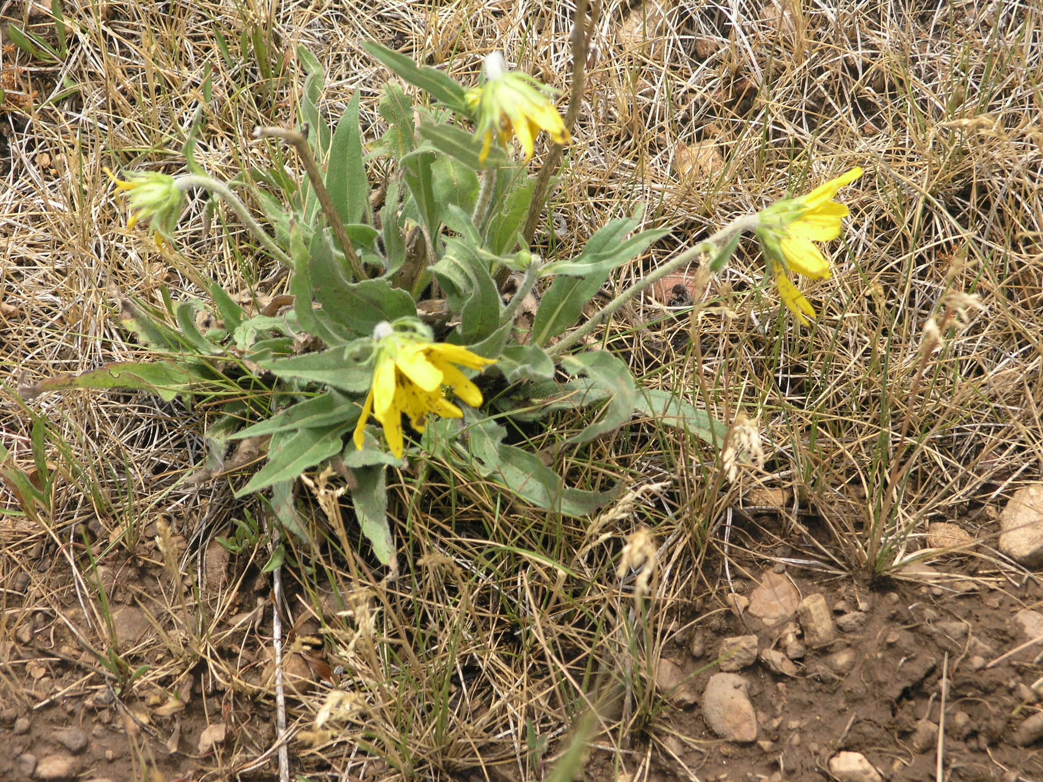 Plancia ëd Helianthella quinquenervis (Hook.) A. Gray