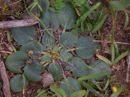 Image of Pelargonium chelidonium (Houtt.) DC.