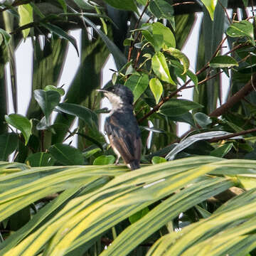 Image of Black-winged Flycatcher-shrike