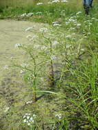 Image of Fine-leaved Water-dropwort