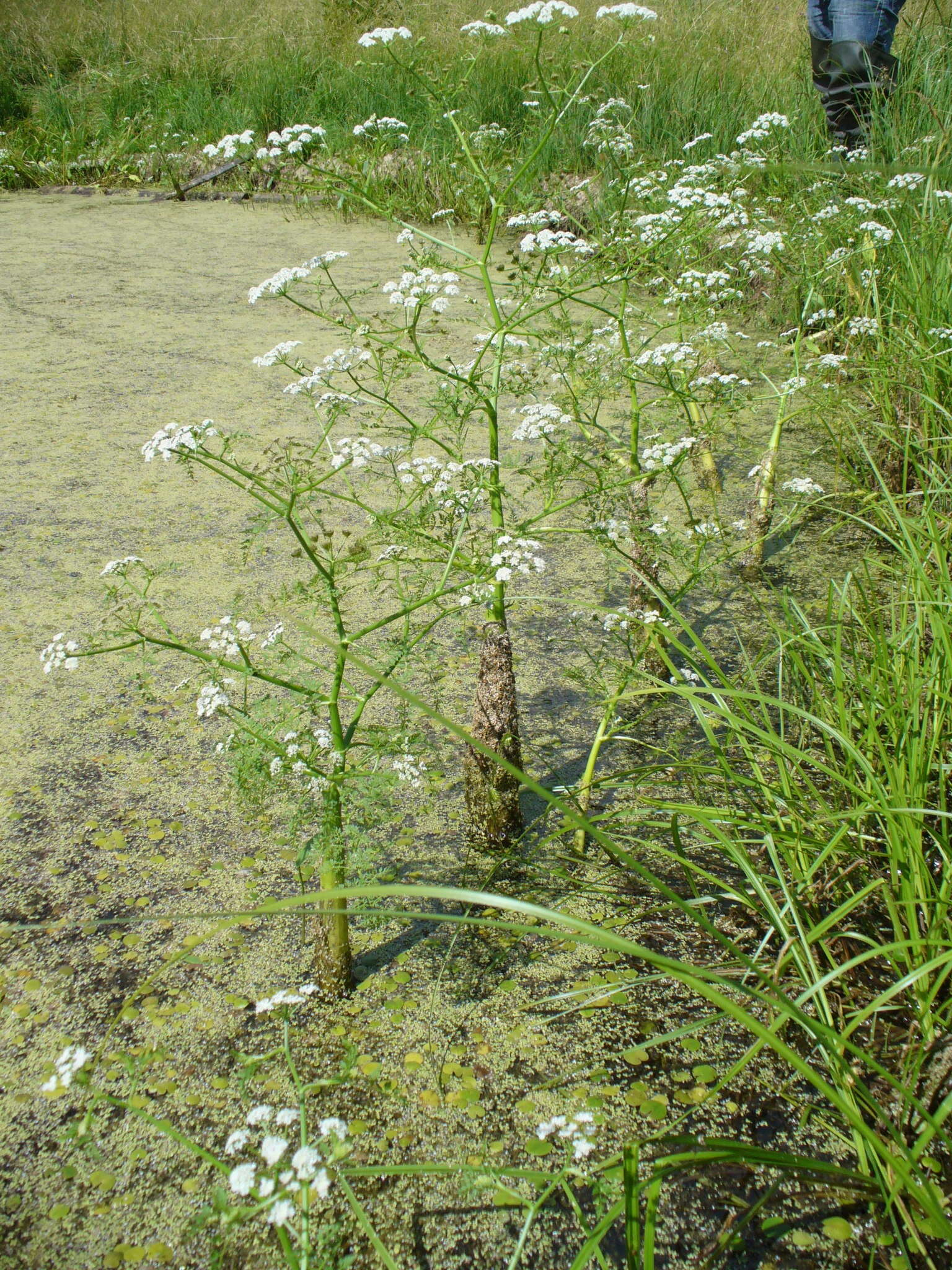 Imagem de Oenanthe aquatica (L.) Poir.