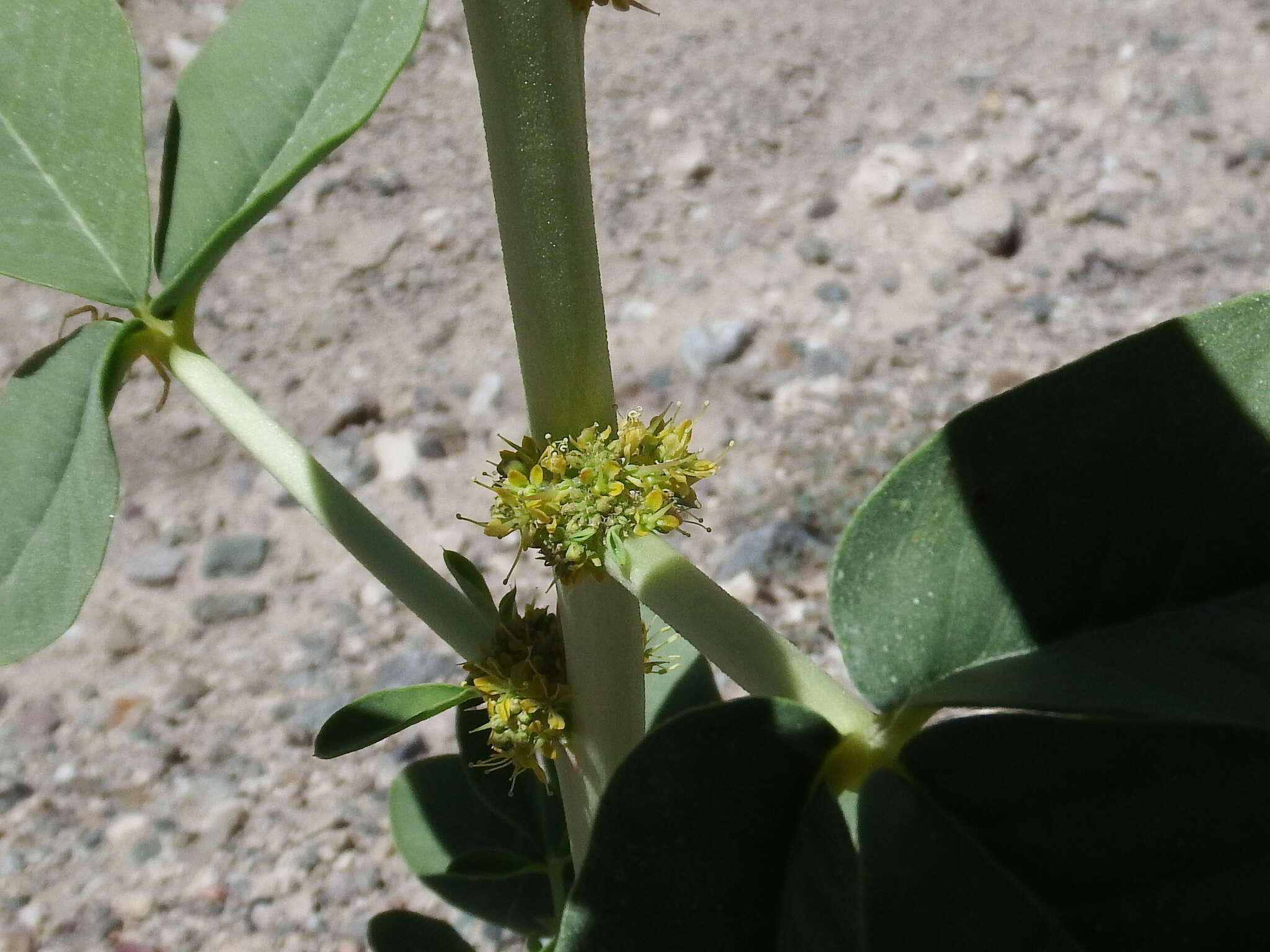 Image of spiny caper