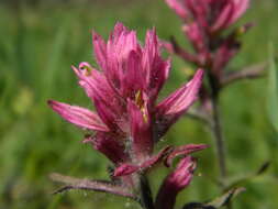 Image of Olympic Indian paintbrush