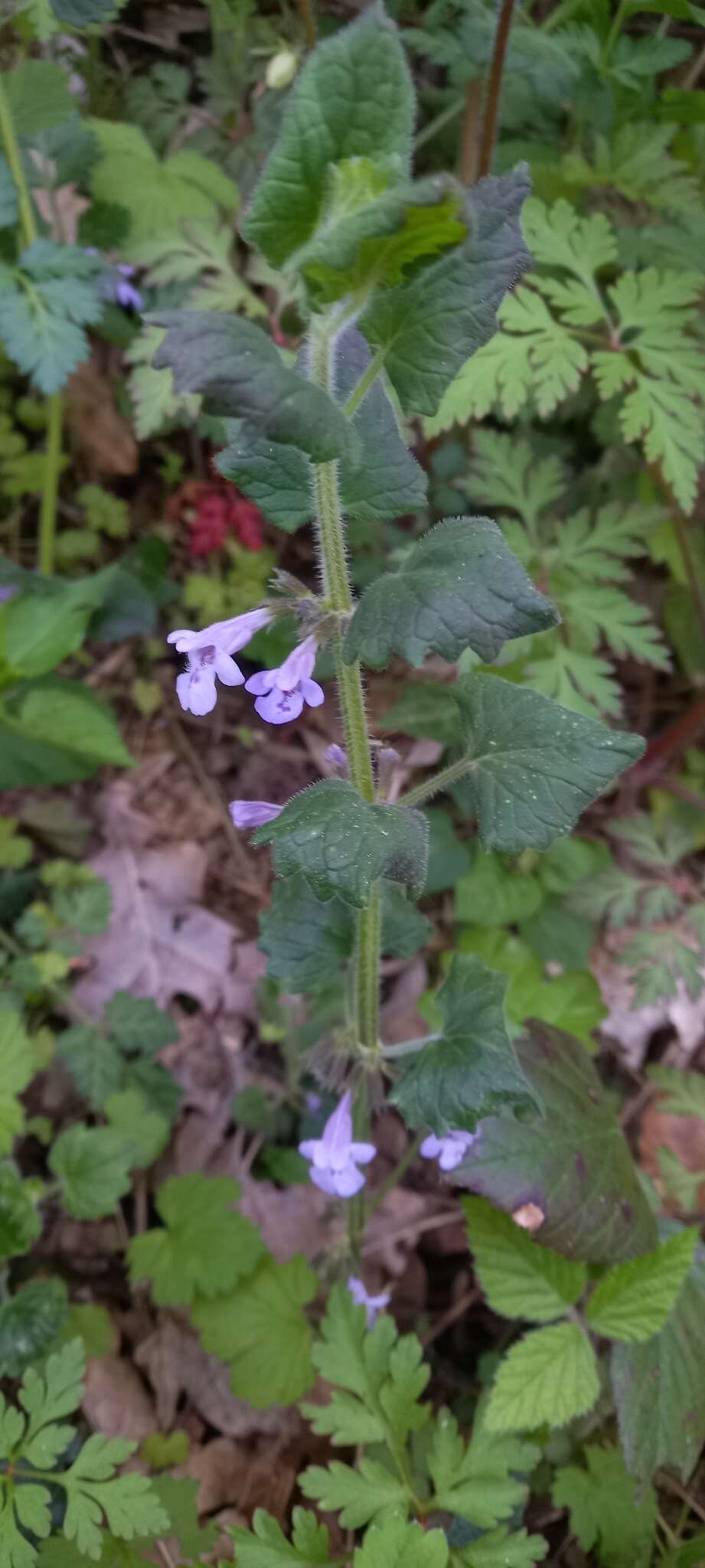 Image of Glechoma hirsuta Waldst. & Kit.