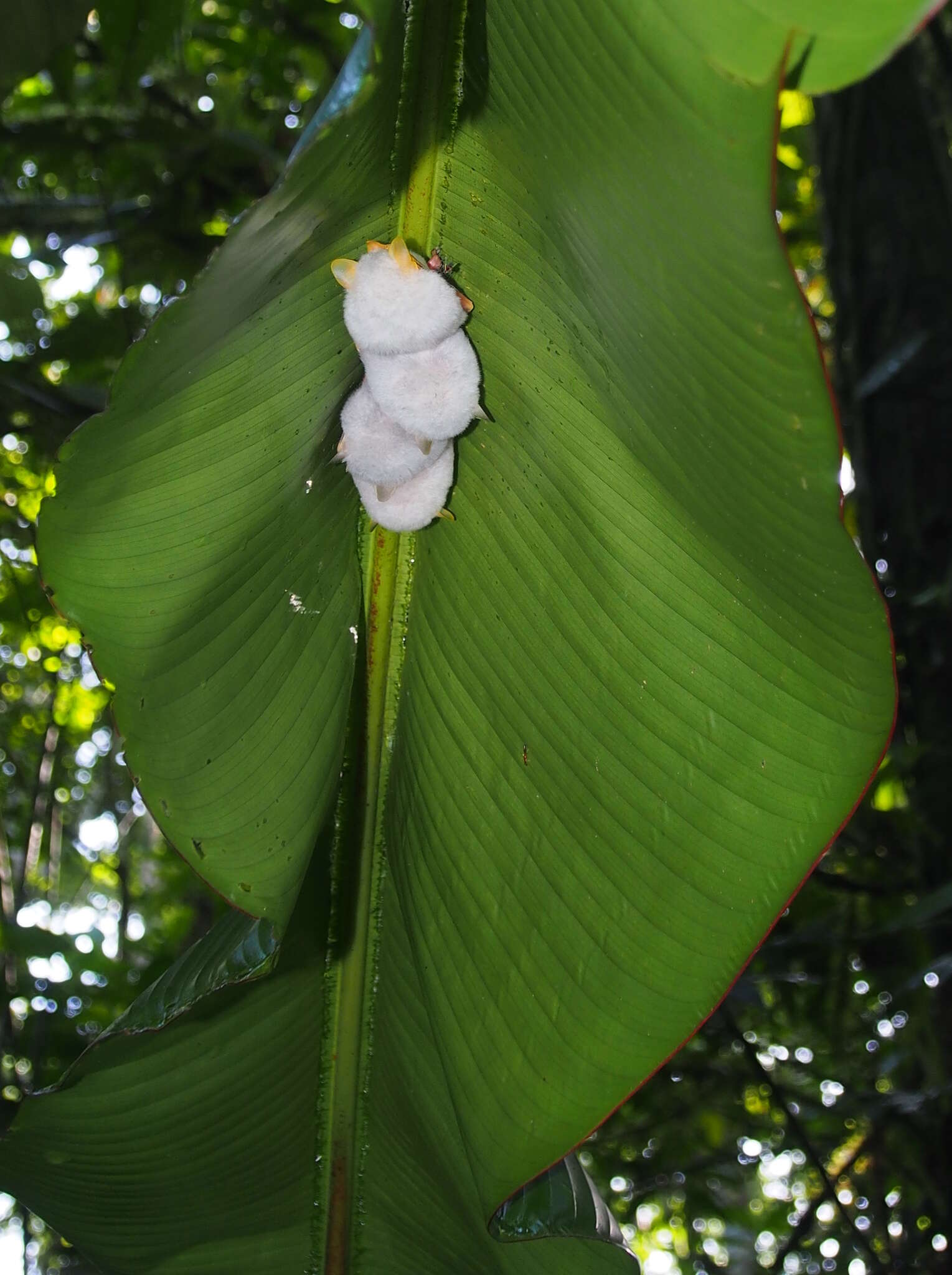 Image of Ectophyllina Baker, Solari, Cirranello & Simmons 2016