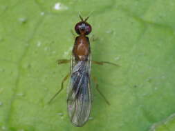 Image of Chamaepsila longipennis
