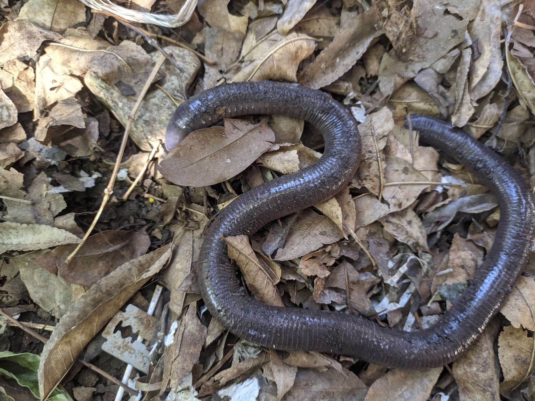 Image of Oaxacan Caecilian