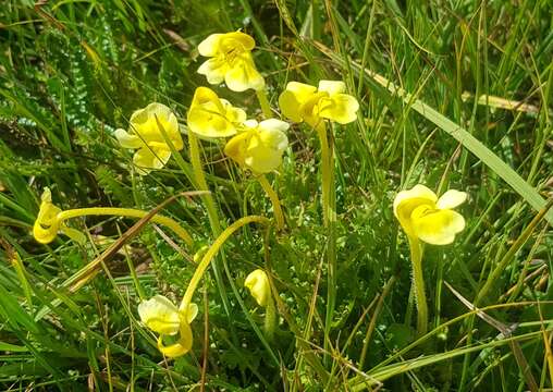 Imagem de Pedicularis longiflora Rudolph