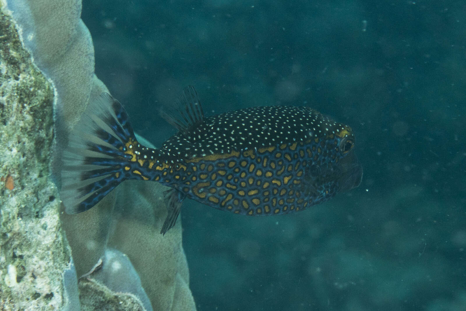 Image of Spotted boxfish