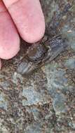 Image of Cabrillo porcelain crab