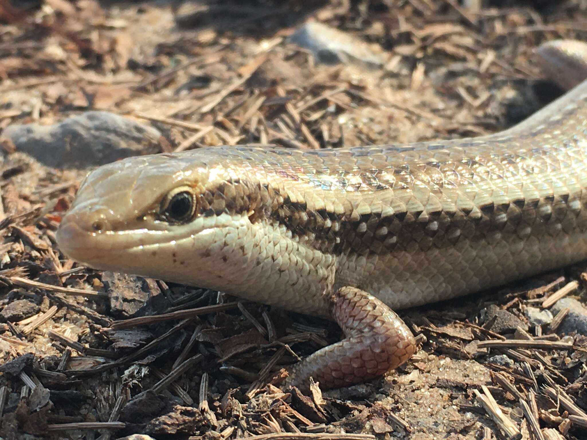 Image de Trachylepis planifrons (Peters 1878)