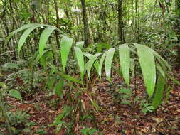 Plancia ëd Pholidostachys synanthera (Mart.) H. E. Moore