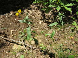 Image of Canadian hawkweed