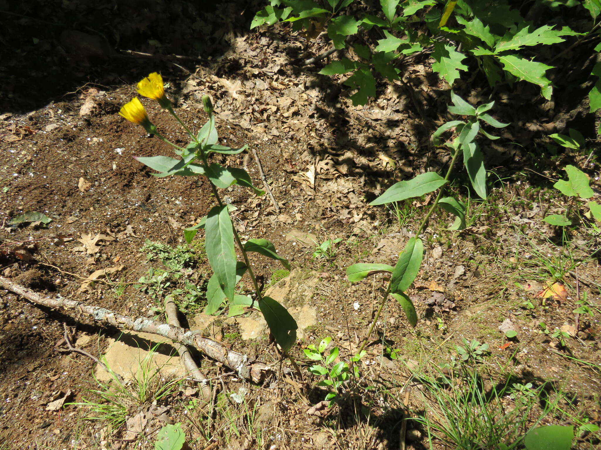 Image of Canadian hawkweed