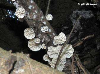 Plancia ëd Marasmiellus alliiodorus (Mont.) Singer 1962