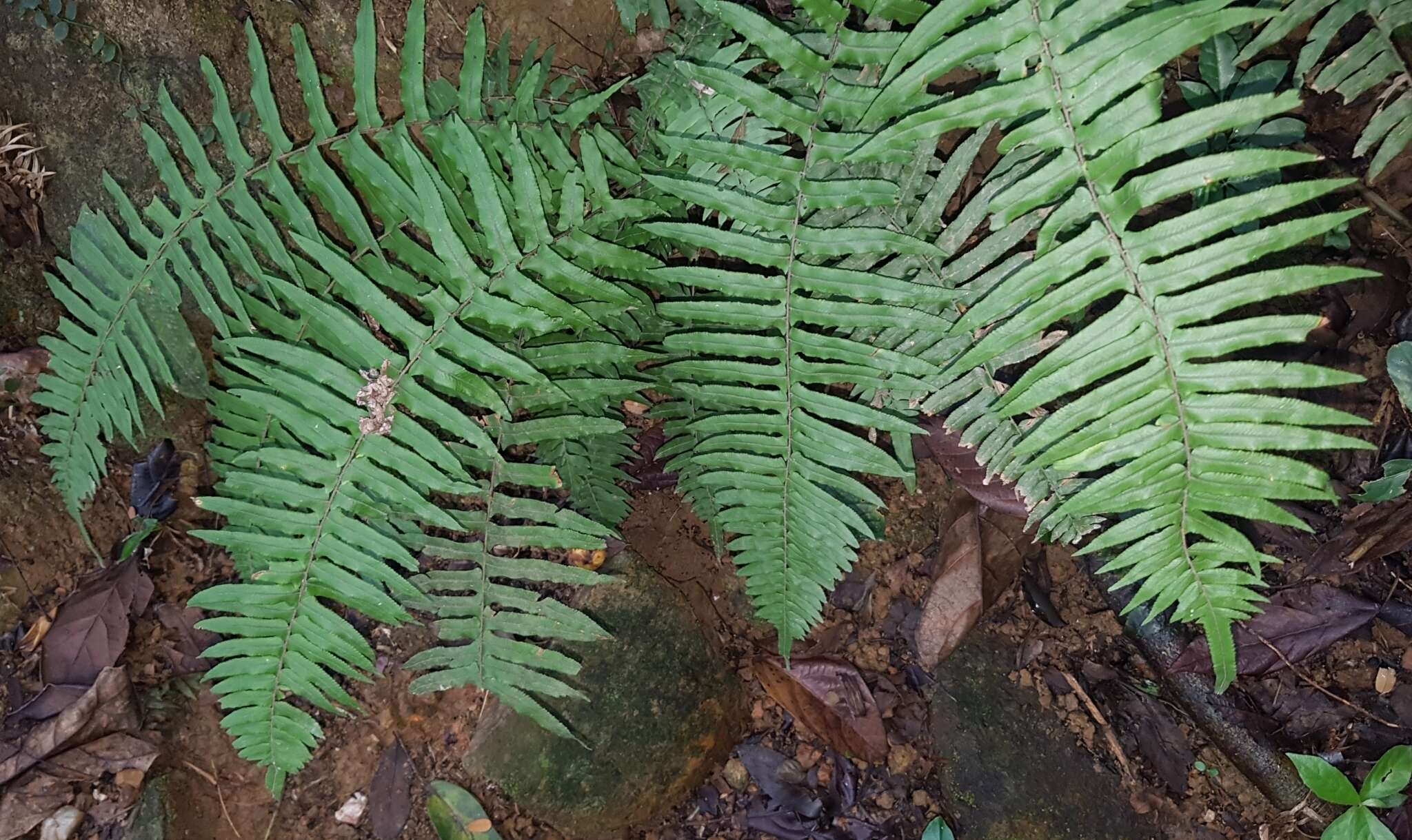 Image of Microlepia hookeriana (Wall.) C. Presl