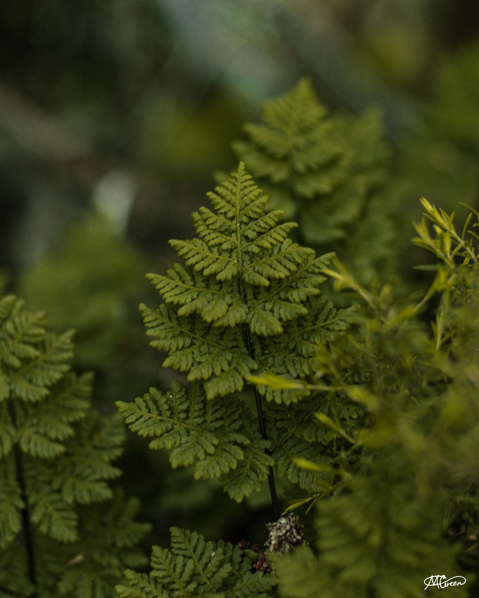 Image de Cheilanthes multifida subsp. multifida